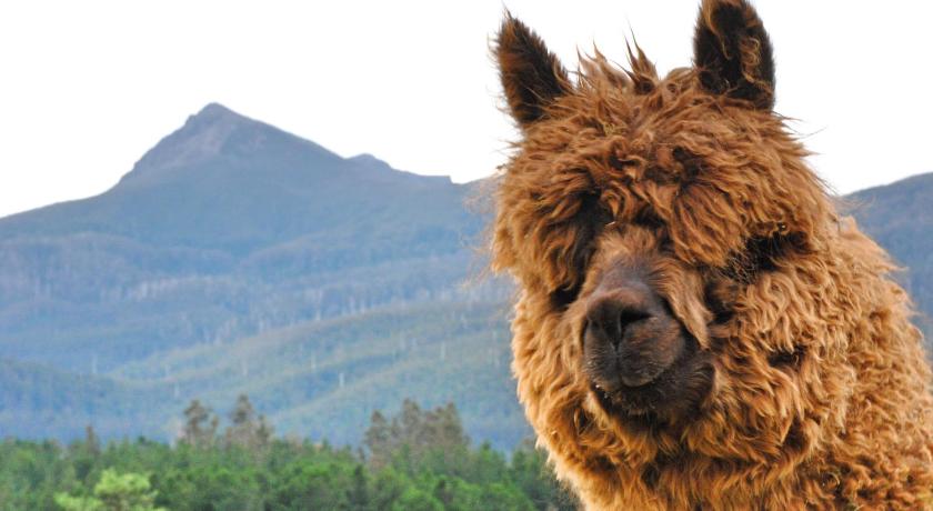 Maydena Mountain Cabins