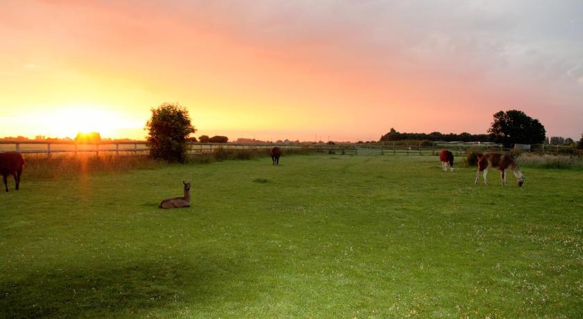 Glamping With Llamas: Melisa - Luxury In A Field!