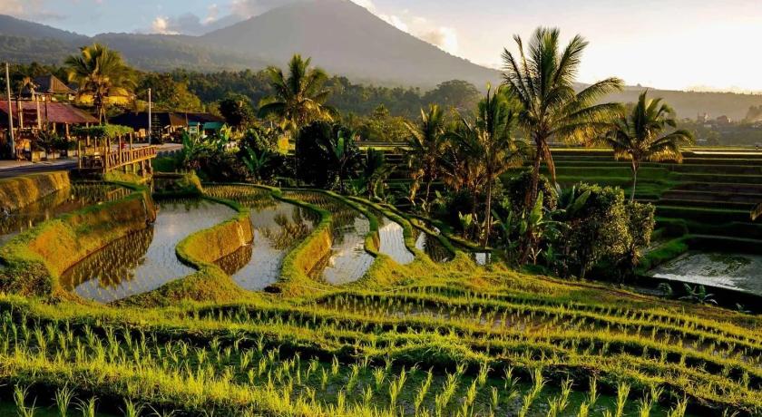 Dedari Lodge Jatiluwih Rice fields