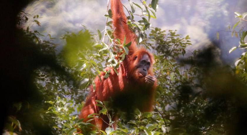 Lawang Inn Restaurant & Jungle Trek