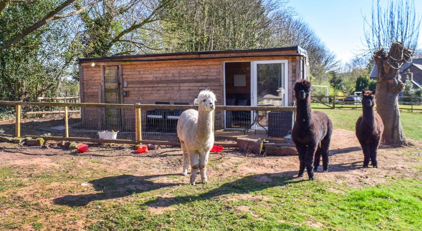 Alpaca Lodge