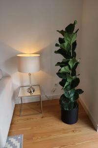 Superior Apartment One Bedroom room in Loving Chiado