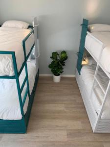 Bunk Bed in Male Dormitory room in CURIOCITY Green Point
