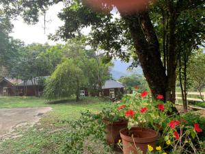 Nhà gỗ (Chalet)