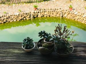 Phòng 3 Người Nhìn Ra Hồ Bơi (Triple Room with Pool View)