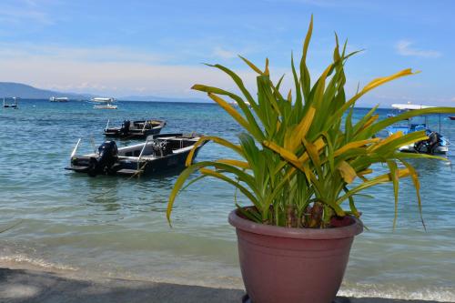 ชายหาด, กัปตัน เกร็ก ไดฟ์ รีสอร์ต (Capt'n Gregg's Dive Resort) in ปวยร์โค กาเลรา ชายหาด, กัปตัน เกร็ก ไดฟ์ รีสอร์ต (Capt'n Gregg's Dive Resort) in ปวยร์โค กาเลรา