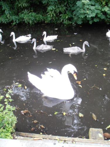 This photo about B&B Speelmansrei shared on HyHotel.com