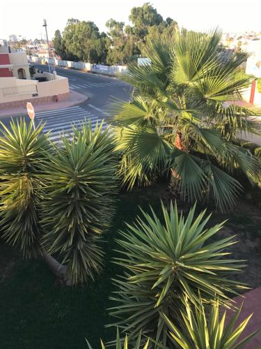 Garden, Apartment Altos De La Bahia X in Torrevieja Garden, Apartment Altos De La Bahia X in Torrevieja