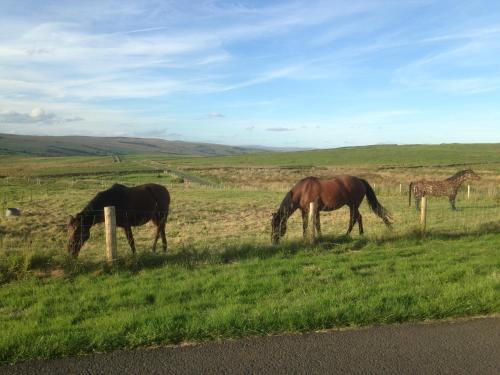 The Buteland Stop Rosie off grid Shepherds Hut in Selkirk The Buteland Stop Rosie off grid Shepherds Hut in Selkirk