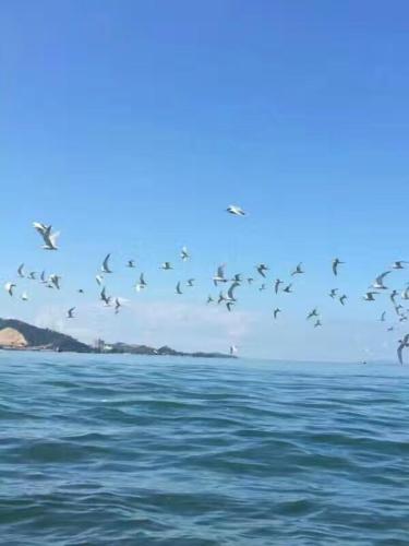 Surrounding environment, 惠东巽寮湾无敌海景公寓 in Huizhou Surrounding environment, 惠东巽寮湾无敌海景公寓 in Huizhou