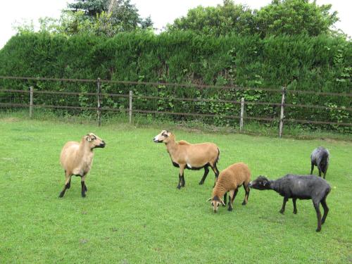 't Zwaluwennest in Exloo 't Zwaluwennest in Exloo