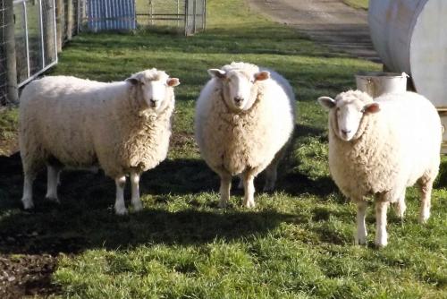 Karetu Downs Farm Stay in Amberley Karetu Downs Farm Stay in Amberley