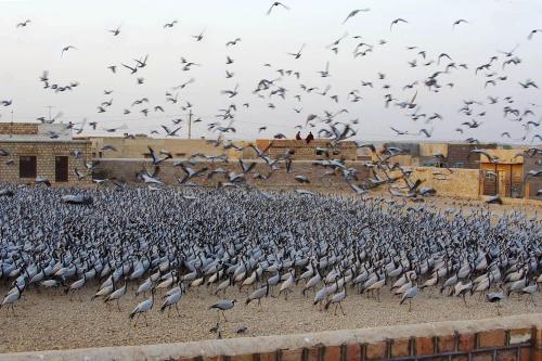 This photo about Heritage Hotel Lal Niwas shared on HyHotel.com