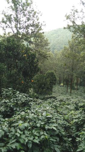 StaySimple Spicefarm in Somvarpet StaySimple Spicefarm in Somvarpet