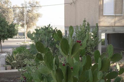 Exterior view, Dead Sea Yehuda Apartments in Arad Exterior view, Dead Sea Yehuda Apartments in Arad