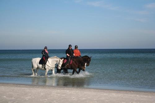 Horseback riding, Villa Strandblick 6 in Zingst Horseback riding, Villa Strandblick 6 in Zingst