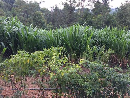 Garden, Hong Thu Homestay & Bungalow in Quan Ba Garden, Hong Thu Homestay & Bungalow in Quan Ba