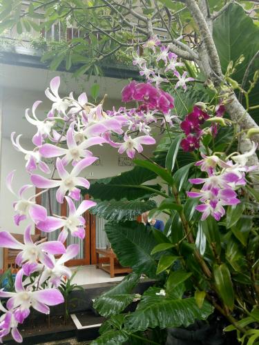 This photo about Suryadina Guest House shared on HyHotel.com