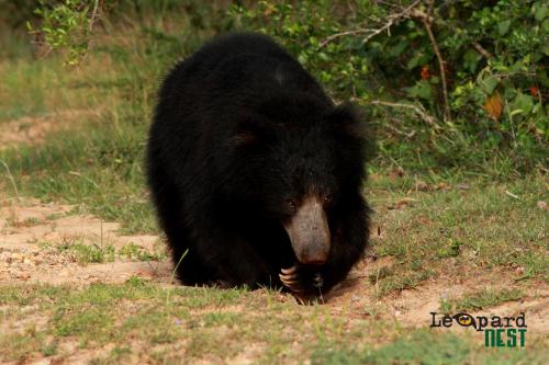 Leopard Nest - Glamping in Yala in Yala Leopard Nest - Glamping in Yala in Yala