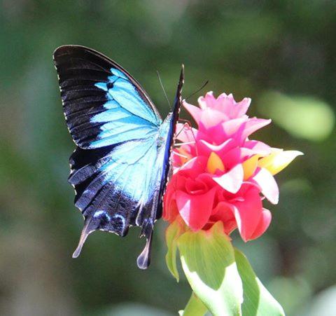 This photo about Finch Hatton Gorge Cabins shared on HyHotel.com