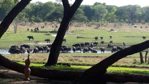 The Tree Lodge at Sikumi in Hwange The Tree Lodge at Sikumi in Hwange