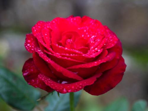 This photo about Governor's Mansion shared on HyHotel.com