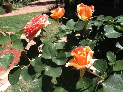 This photo about Cottages on Edward shared on HyHotel.com