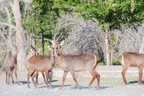 المرافق, Emanya@Etosha in يتوشا المرافق, Emanya@Etosha in يتوشا