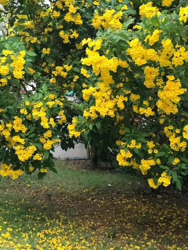 This photo about Me and Tree Mansion shared on HyHotel.com