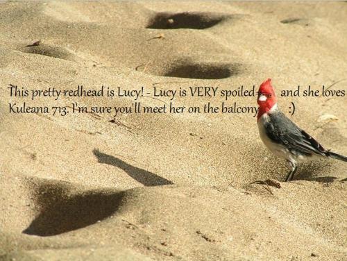 在meiguo.com看到的Kuleana 713的介绍图片