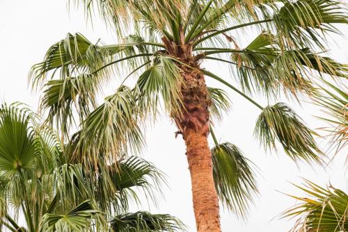Whispering Palms, Port Elizabeth Whispering Palms, Port Elizabeth