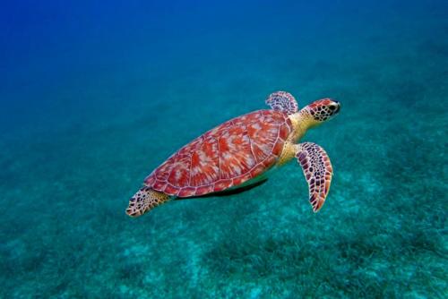 This photo about Tamarindo Estates Beach Apts. shared on HyHotel.com