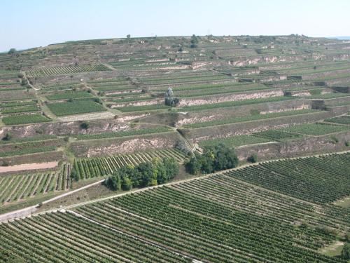 المنطقة المحيطة, Weingut und Gästehaus Berger (Weingut und Gastehaus Berger) in Gars Am Kamp المنطقة المحيطة, Weingut und Gästehaus Berger (Weingut und Gastehaus Berger) in Gars Am Kamp
