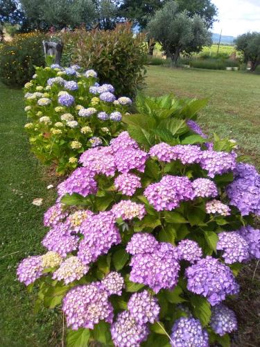 Agriturismo San Giacomo in โซราโน Agriturismo San Giacomo in โซราโน
