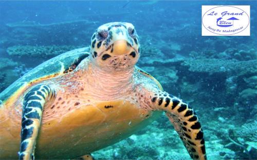 This photo about Le Grand Bleu shared on HyHotel.com