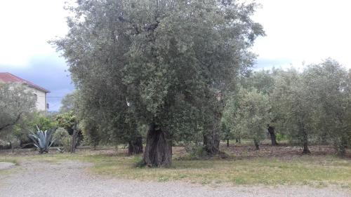 This photo about B&B Oliveto Longo shared on HyHotel.com