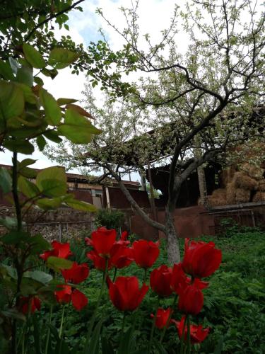 花园, Aida Bed & Breakfast in 塔特夫 花园, Aida Bed & Breakfast in 塔特夫