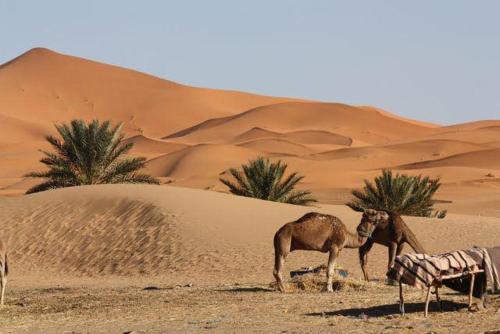 Hotel Best Morocco Tours Campsite