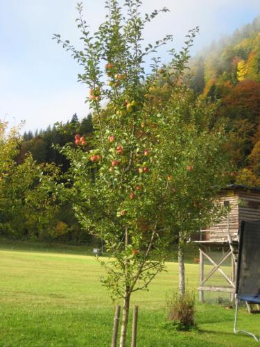 A környék, Biobauernhof Hauserbauer in Hintersee A környék, Biobauernhof Hauserbauer in Hintersee