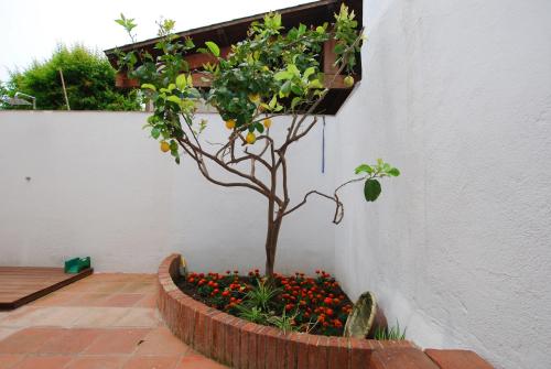Balcó/terrassa, The Painter's Home in Vilassar de Mar Balcó/terrassa, The Painter's Home in Vilassar de Mar