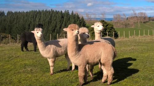 บริการและสิ่งอำนวยความสะดวก, Minffordd Cottage in ฟ็อกซ์ตัน บีช บริการและสิ่งอำนวยความสะดวก, Minffordd Cottage in ฟ็อกซ์ตัน บีช