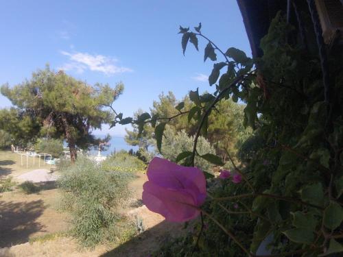 This photo about Rainbow Bay Ozdere Beach Hotel shared on HyHotel.com