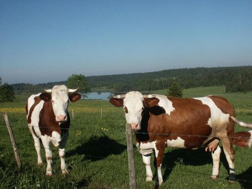 This photo about Hotel Les Bruyeres - shared on HyHotel.com