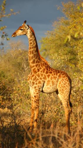 Parsons Hilltop Safari Camp in Cagar Alam Balul Parsons Hilltop Safari Camp in Cagar Alam Balul