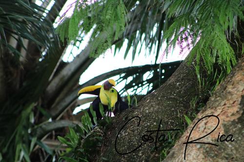 This photo about Hotel Diquis Del Sur shared on HyHotel.com