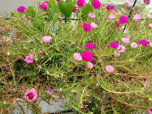 This photo about Funny House (Apart & Inn) shared on HyHotel.com