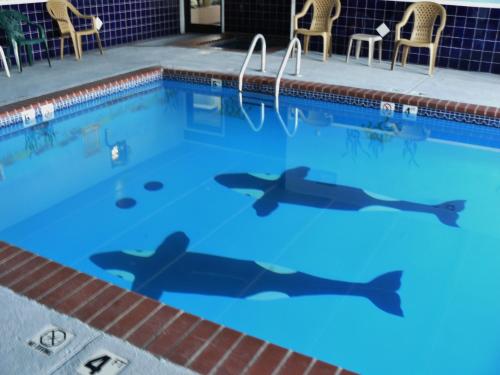 مسبح, Super 8 by Wyndham Childress in Childress مسبح, Super 8 by Wyndham Childress in Childress