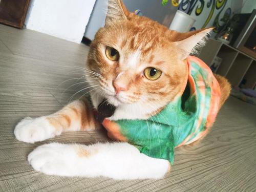 This photo about Wave Elephant shared on HyHotel.com