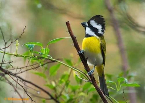 This photo about Gibbon Singing Home Stay shared on HyHotel.com