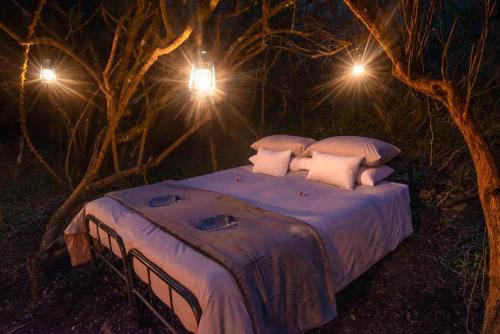 Stargazer Safari Camp - Bellevue Forest Reserve in Eastern Cape Stargazer Safari Camp - Bellevue Forest Reserve in Eastern Cape